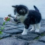 Pet of the Day - 27th August 2021 - Black and White Kitten