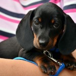 Pet of the Day - 28th August 2021 - Dachshund Puppy