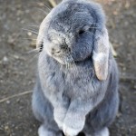 Pet of the Day - 29th August 2021 - Grey Rabbit