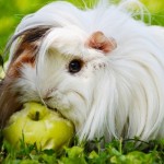 Pet of the Day - 31st August 2021 - Guinea Pig