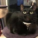 Pet of the Day - 1st September 2021 - Black Cat 