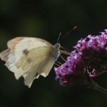 Photo of the day - 2nd September 2021 - Butterfly