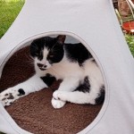 Photo of the day - 6th September 2021 - Festival Cat