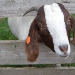 Photo of the day - 8th September 2021 - Gorgeous Goats