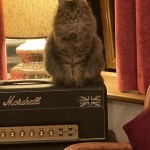 Photo of the day - 9th September 2021 - Cat of the Day