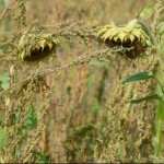 Photo of the day - 13th September 2021 - Sunflowers