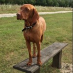 Dog of the Day - 31st May 2020 - Skye