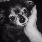 Photo of the day - 18th September 2021 - Barney-boo. A chihuahua