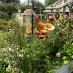 Photo of the day - 20th September 2021 - Peggy, our cheeky rescue hen