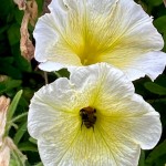 Photo of the day - 23rd September 2021 - Beeutiful 🐝