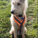 Dog of the Day - 1st June 2020 - Sammy the Lurcher