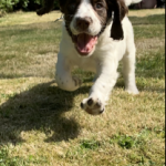 Dog of The Day - 2nd June 2020