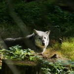 Photo of the day - 5th October 2021 - Lone Wolf