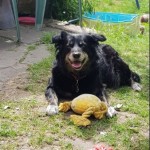 Dog of the Day - 3rd June 2020 - Mitzy