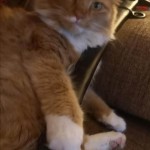 Photo of the day - 10th October 2021 - Puss in Boots