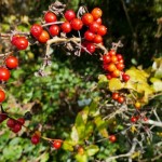Photo of the day - 13th October 2021 - A ring of bright berries