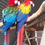 Photo of the day - 14th October 2021 - Macaws
