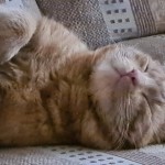 Photo of the day - 20th October 2021 - Tigger
