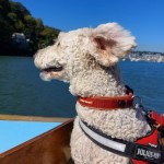 Photo of the day - 22nd October 2021 - Lottie on a ferry in Dartmouth.