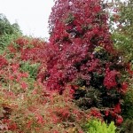 Photo of the day - 23rd October 2021 - Virginia Creeper