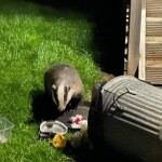 Photo of the day - 25th October 2021 - Night Time Visitor