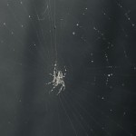 Photo of the day - 27th October 2021 - Spider