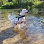 Photo of the day - 28th October 2021 - Dexter the dog