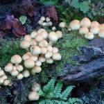Photo of the day - 13th November 2021 - Autumn fungi