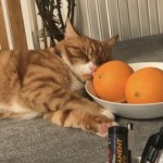Cat of the Day - 21st May 2020 - Rafa