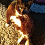 Cat of the Day - 22nd May 2020