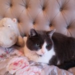 Cat of the Day - 23rd May 2020 - Jess and Alfie