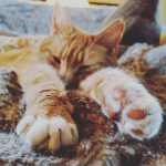 Cat of the Day - 24th May 2020 - Fig