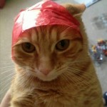 Photo of the day - 24th December 2021 - Sir Ginger