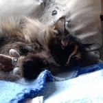 Cat of the Day - 25th May 2020 - Luna