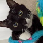 Cat of the Day - 26th May 2020 - Charlie