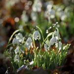 Photo of the day - 13th January 2022 - Snowdrop season