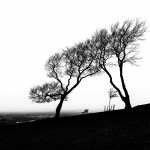 Photo of the day - 14th January 2022 - Trees on Cleeve Hill