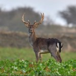 Photo of the day - 16th January 2022 - Buck Fallow Deer