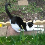Cat of the Day - 27th May 2020
