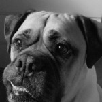 Photo of the day - 19th January 2022 - Our boy Bailey.