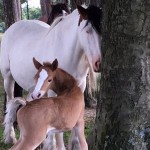 Photo of the day - 25th January 2022 - Mare and foal - May Hill