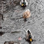 Photo of the day - 30th January 2022 - Swimming along the brook. 