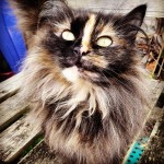 Cat of the Day - 28th May 2020 - Luna