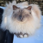 Cat of the Day - 29th May 2020 - Ernie