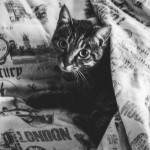 Cat of the Day - 30th May 2020