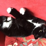 Cat of the day - 31st May 2020 - Patch