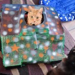 Cat of the Day - 1st June 2020 - Winston