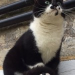 Cat of the Day - 2nd June 2020 - Milo thiks he is a cross between Indiana Jones and a Big Game Hunter!