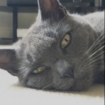 Cat of the Day - 3rd June 2020 - Misty