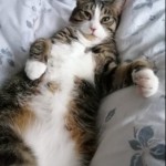 Cat of the Day - 4th June 2020 - Sid